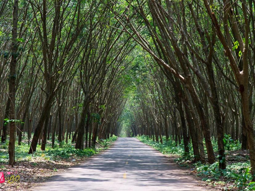 rubber tree tunnel