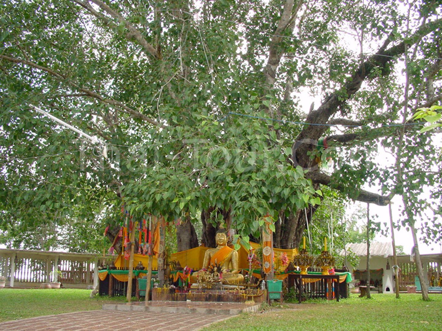 Wat Ton Pho Si Maha Bodhi