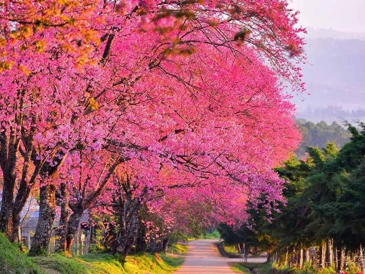 Khun Wang Sakura Tunnel