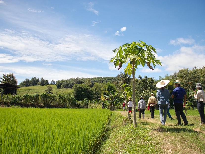 Tano Farm