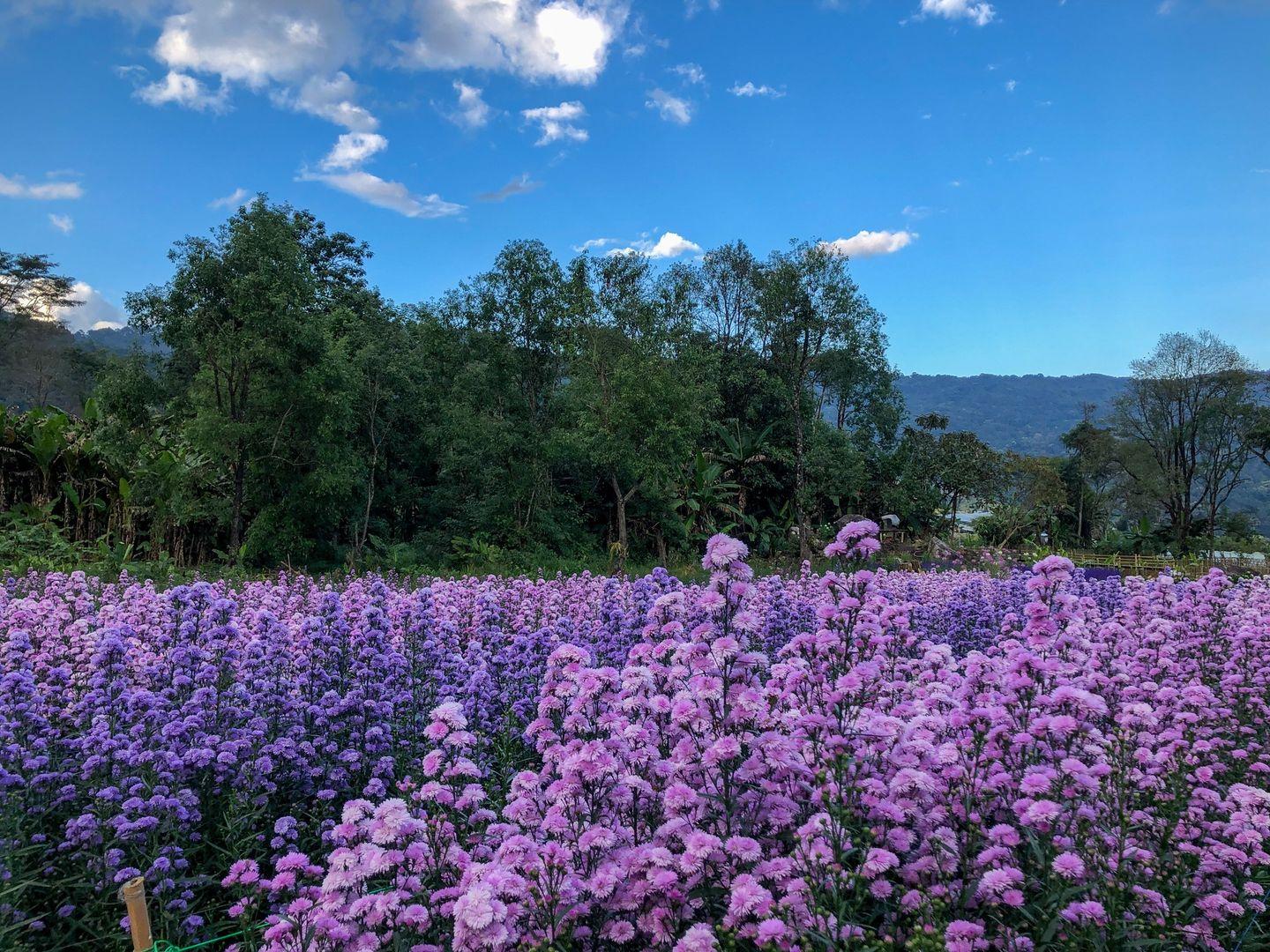 อินท์เลิฟฟาร์ม ดอยอินทนนท์ In Love Farm Doi Inthanon