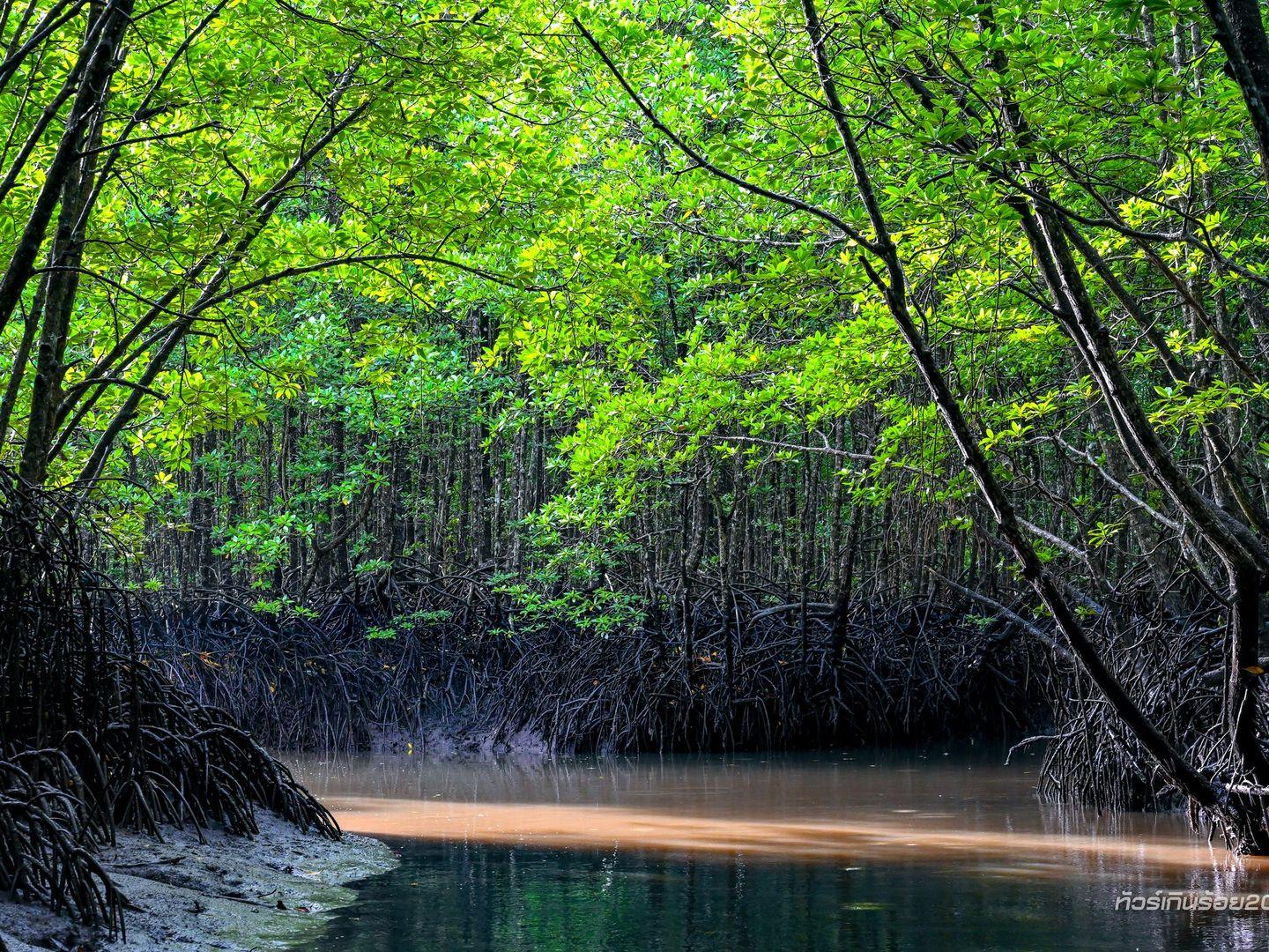 mangrove tunnel, Trang