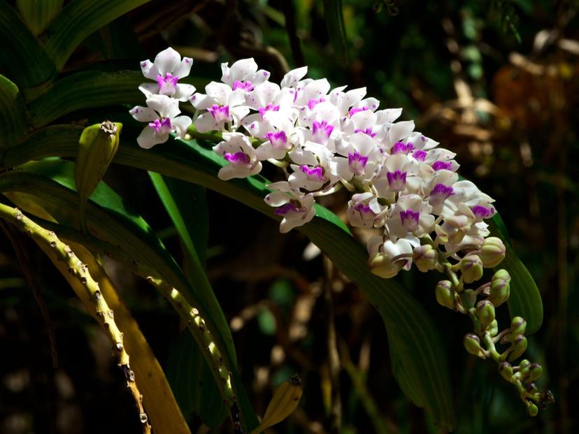 Chang Kra Orchid Park Wat Pa Manchakhiri