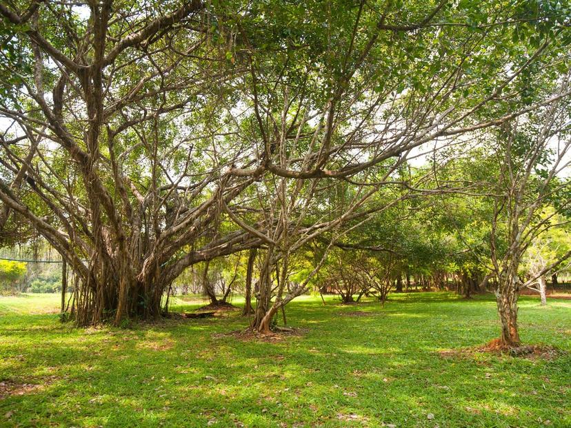 Northeastern Botanical Garden of Literature