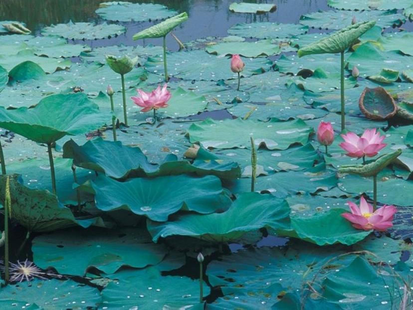 lotus park