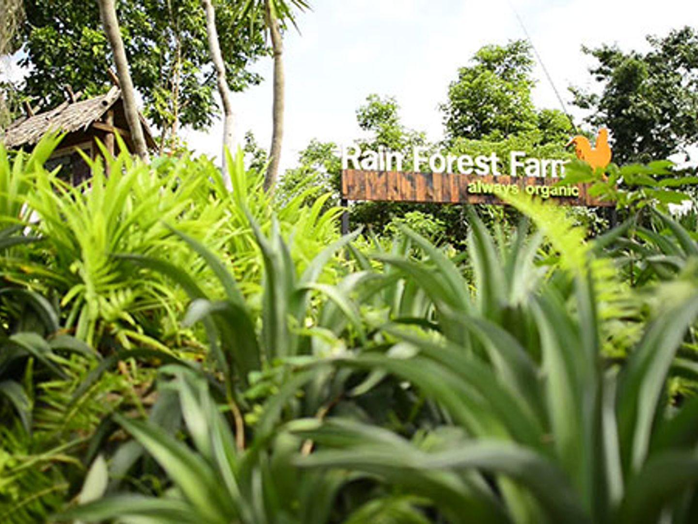 Rainforest Farm