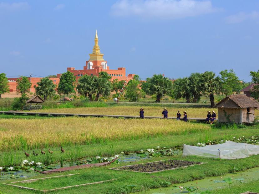 Organic Agriculture Project at Sukhothai Airport