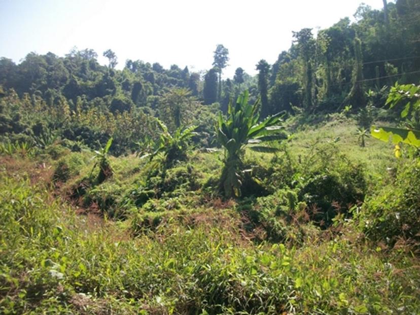 Bat Cave (Si Satchanalai National Park)