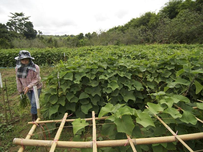 Khao Kho Highland Agricultural Experiment Station