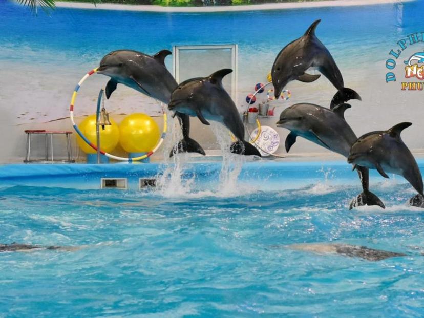 dolphin show