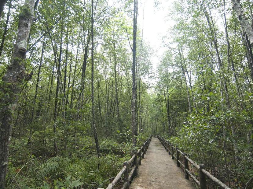 mangrove forest arboretum