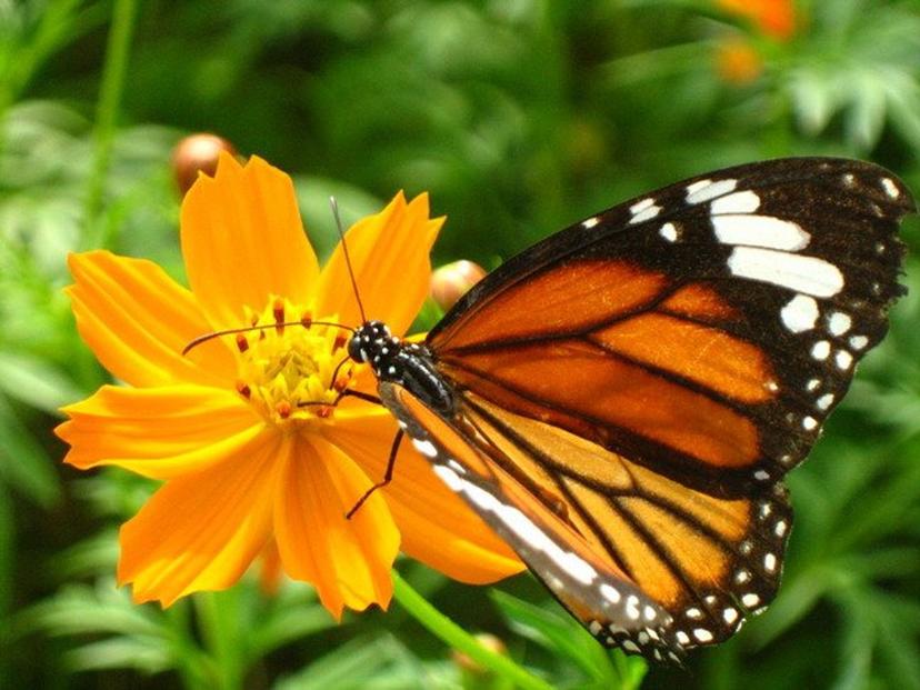 Samui Butterfly Garden