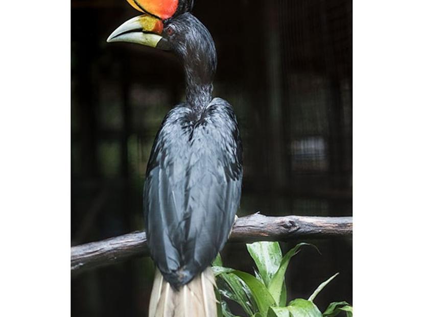 Chong Klam Bon Wildlife Breeding Station