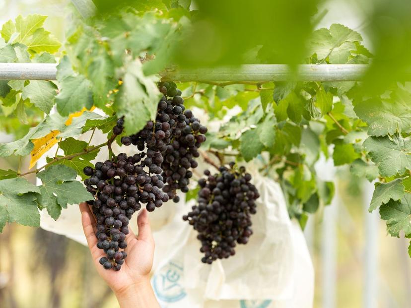 Thanakrit Grape Garden