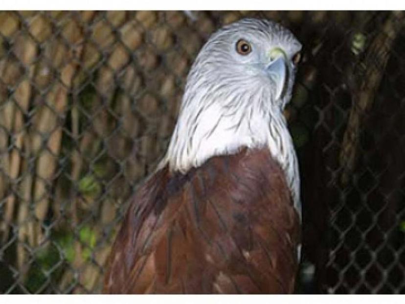 Red-necked hawk viewing point