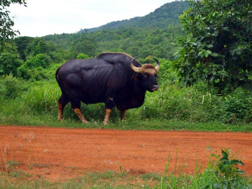 Prairie Pong Bull