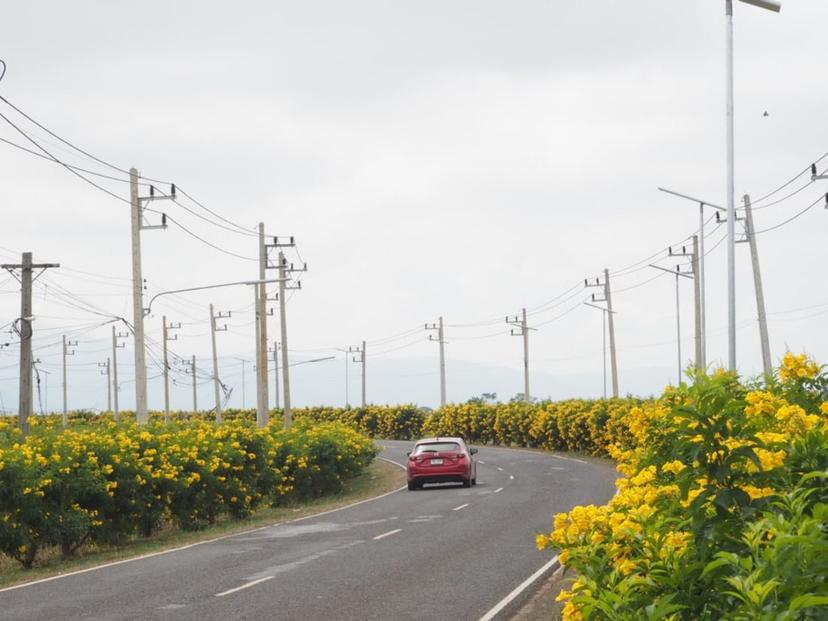 Tongurai Road, Khao Yai