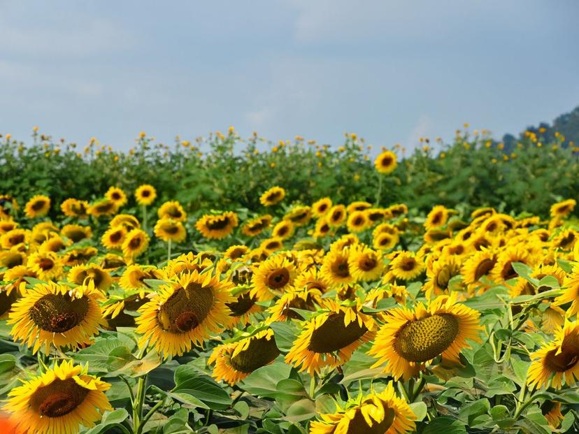 Sunflower field Rai Wichan