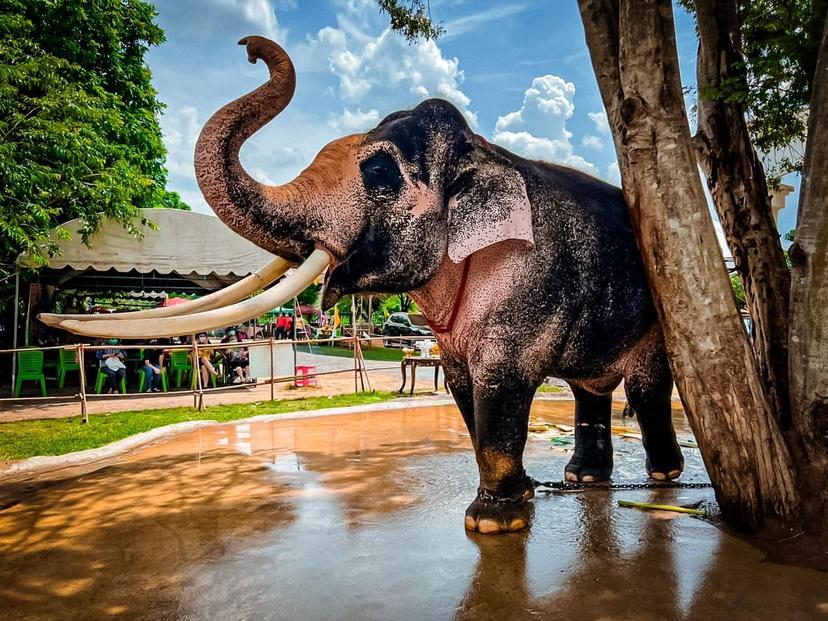 ศูนย์อนุรักษ์ช้าง ช้างทองคำ