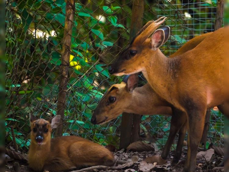 Mae Lao Wildlife Breeding Station