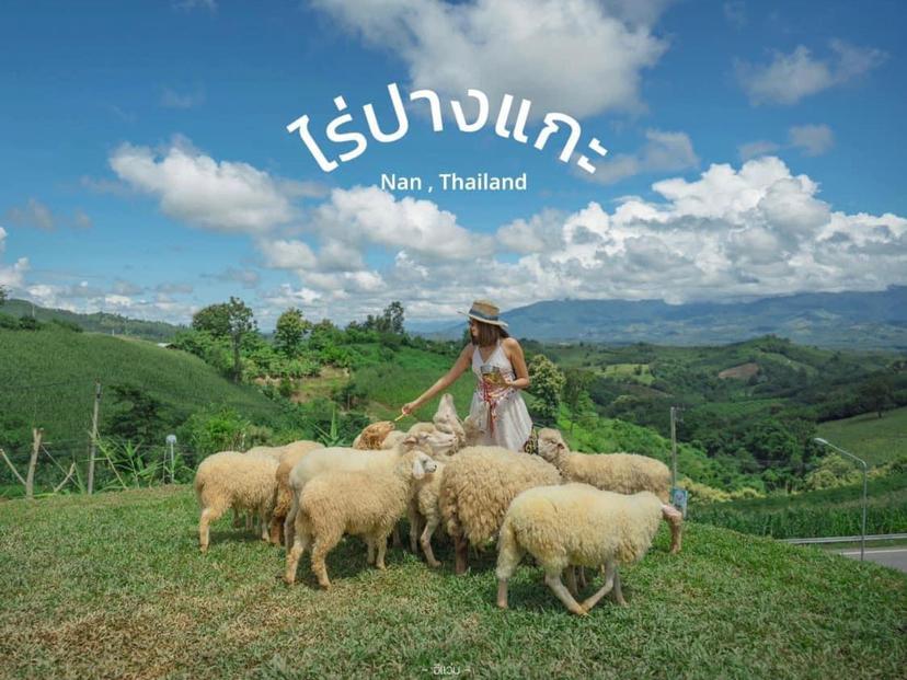 ไร่ปางแกะ at กิ่วม่วง - Rai Pang Kae Farm Nan