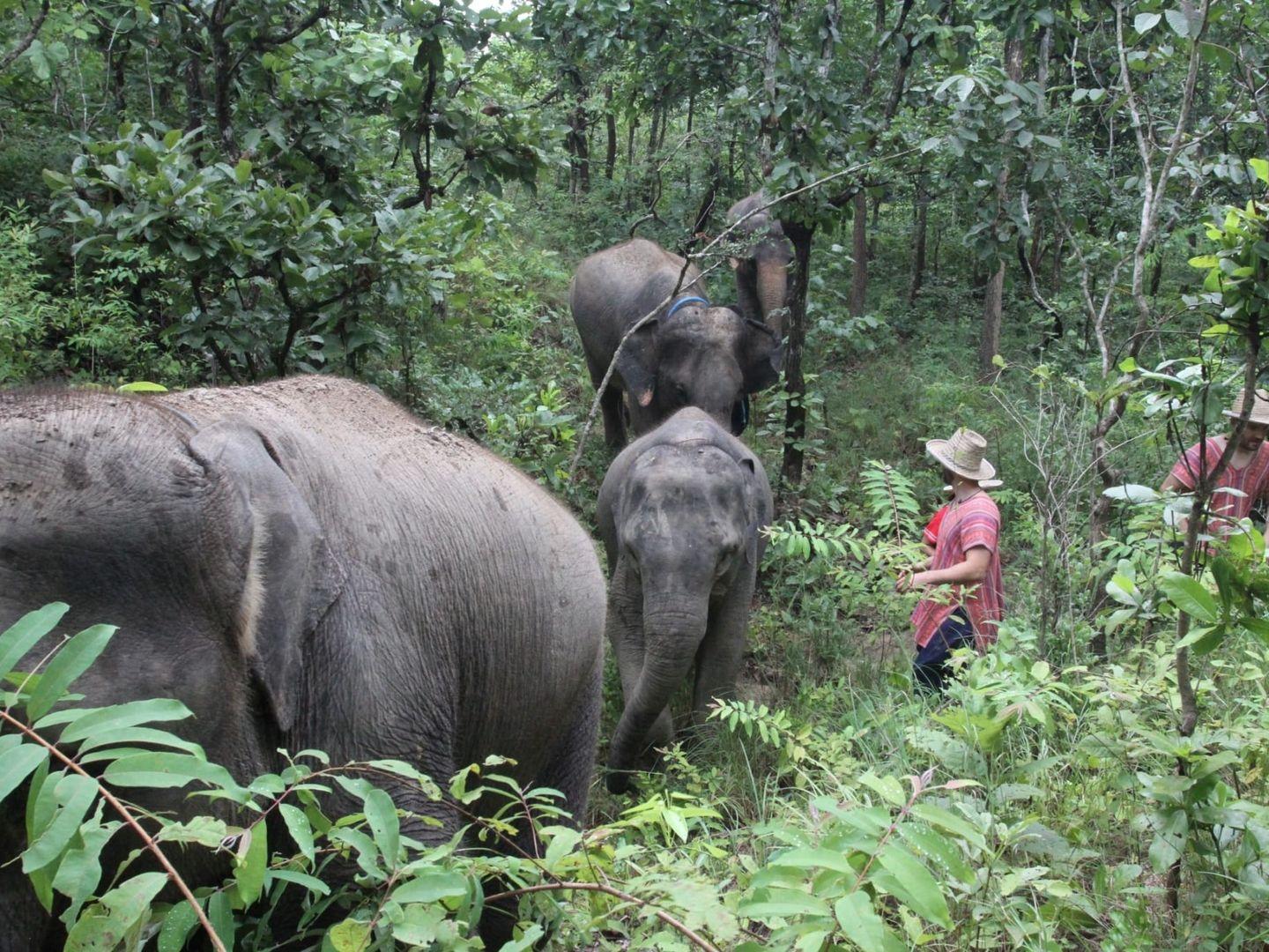 Mae Rim Elephant Home