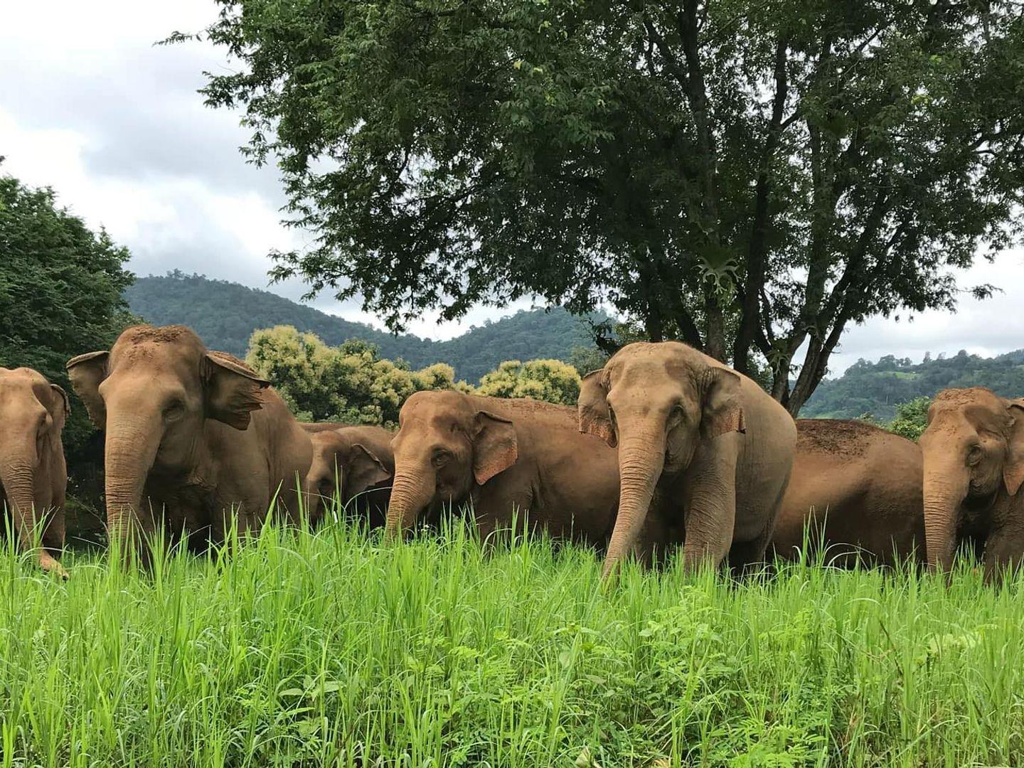 Elephant Nature Park