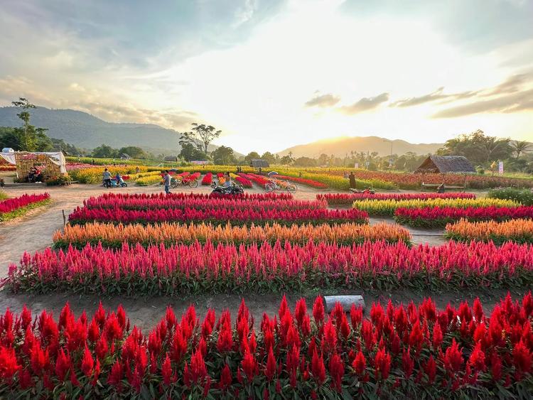 ไร่คีรีบูรพาทุ่งทานตะวัน ชลบุรี