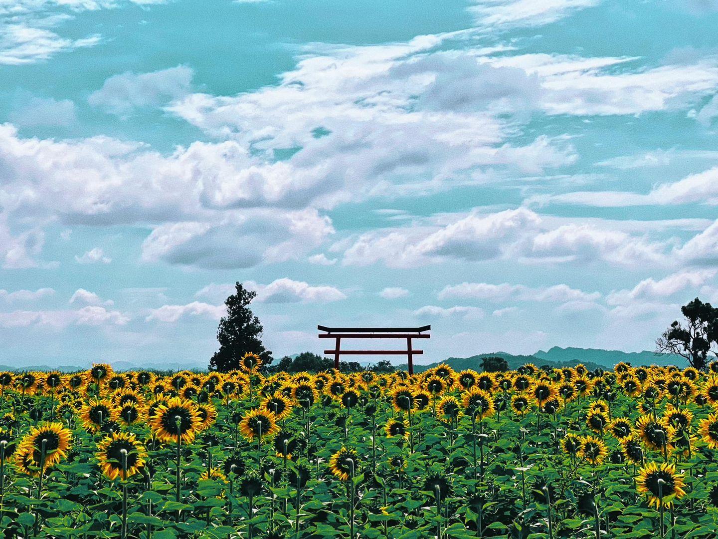 Maharaj Sunflower Farm