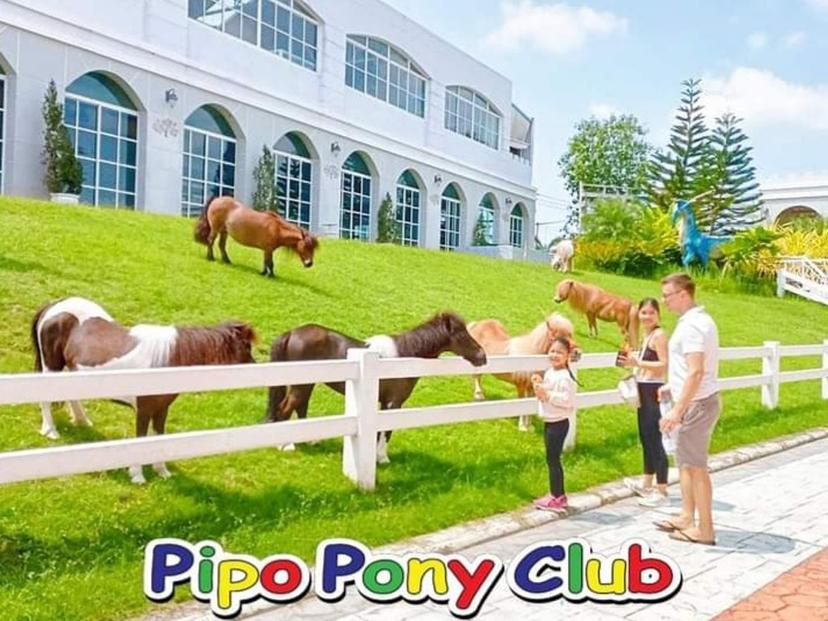 Pipo pony club