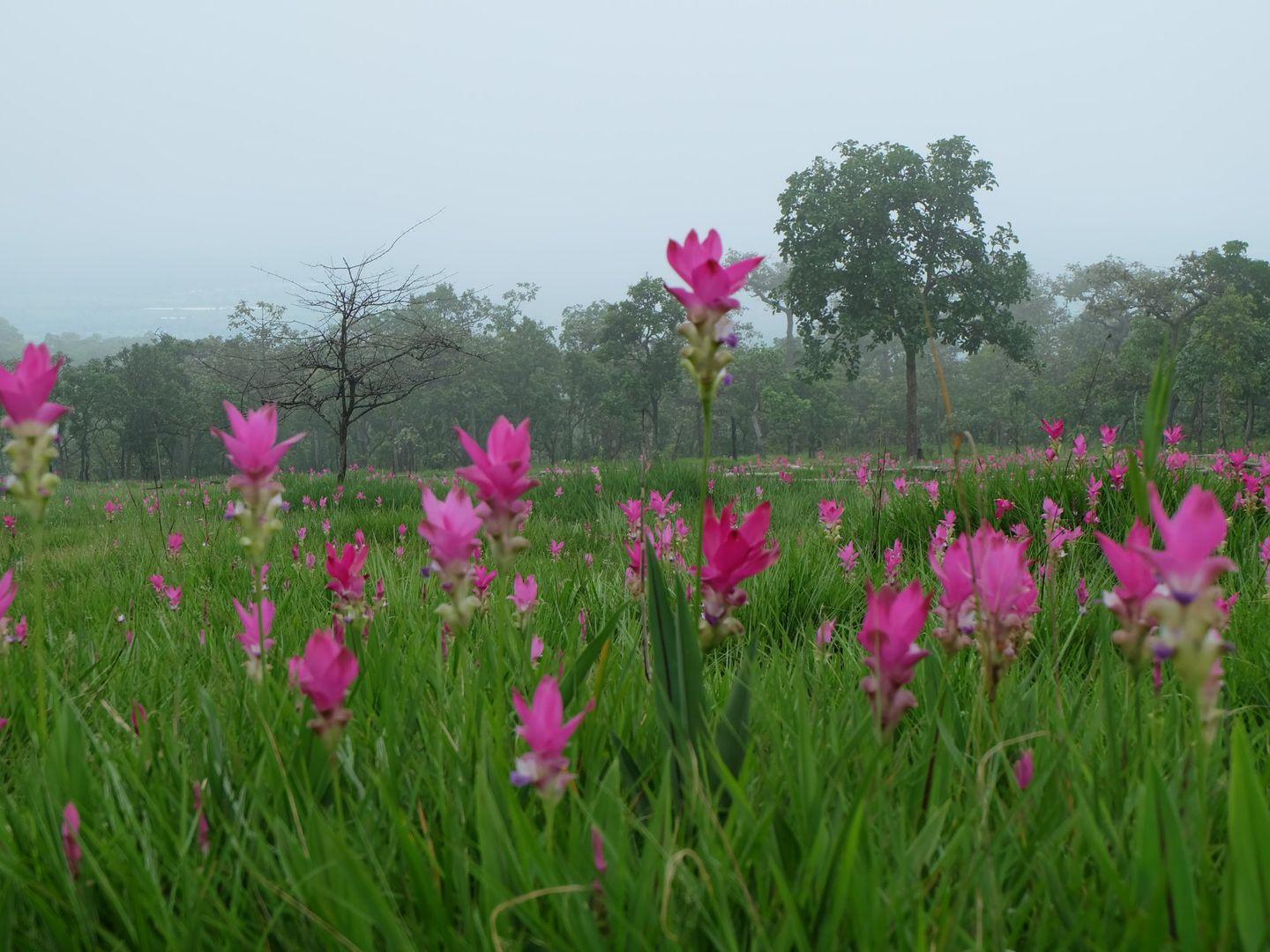 Sai Thong National Park