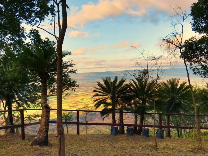 Millennium Cycad Forest (Phu Laen Kha National Park)