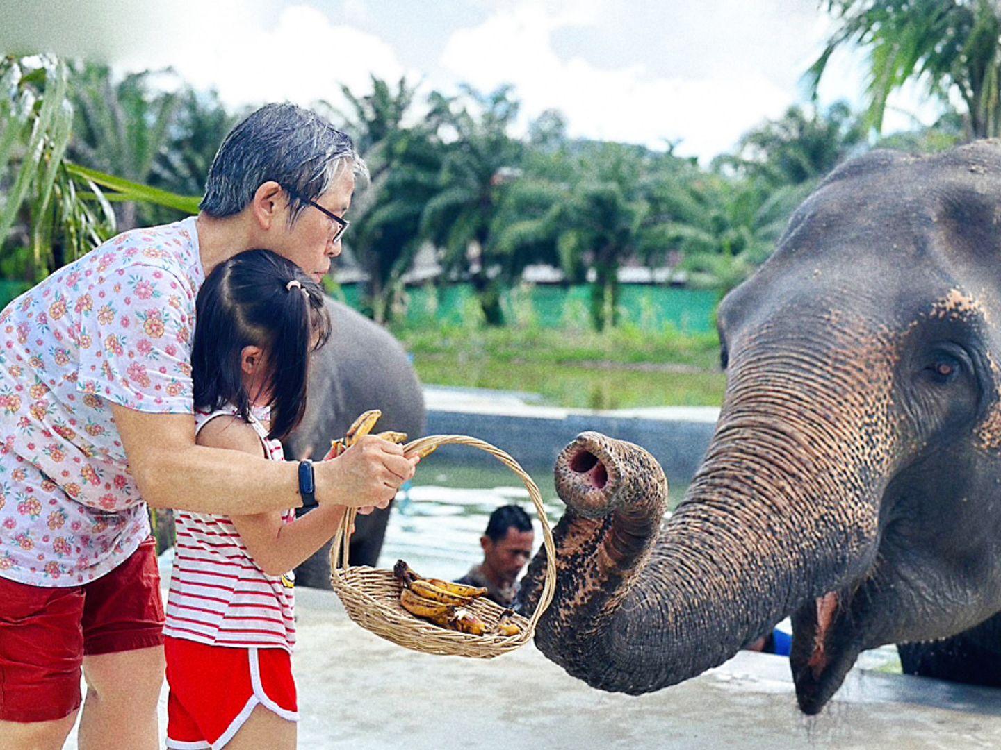 Elephant Seanery Phuket