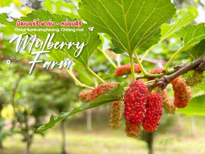 Mulberry Farm มัลเบอร์รี่ ฟาร์ม - หม่อนศิริ