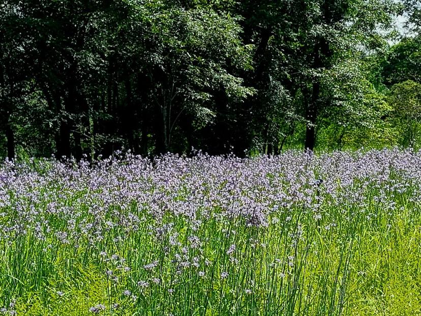 Sak Suphachai - Naga Crest Flower Field