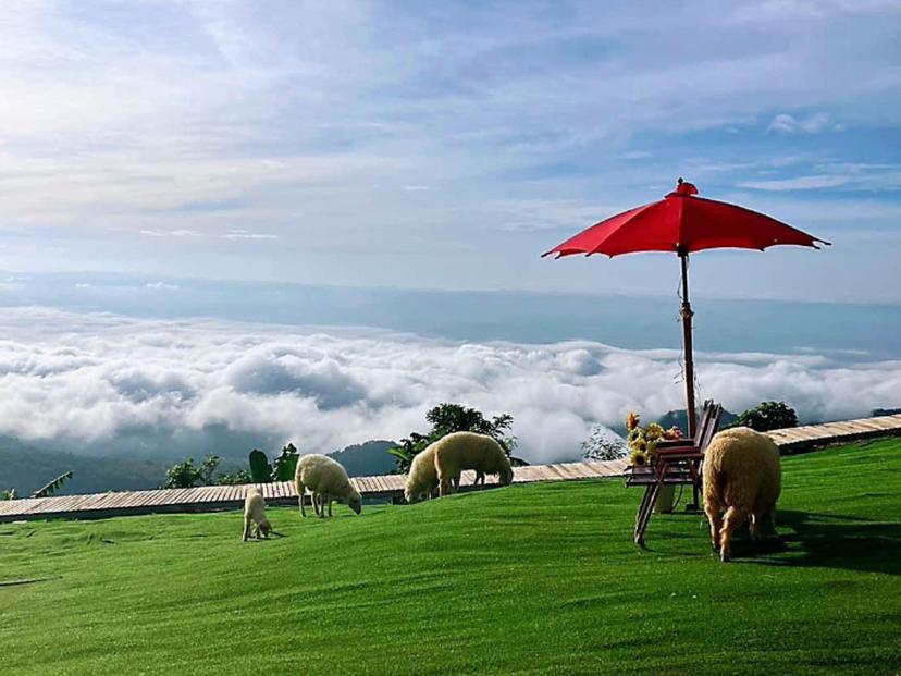 Phu Tab Berk Sheep Farm