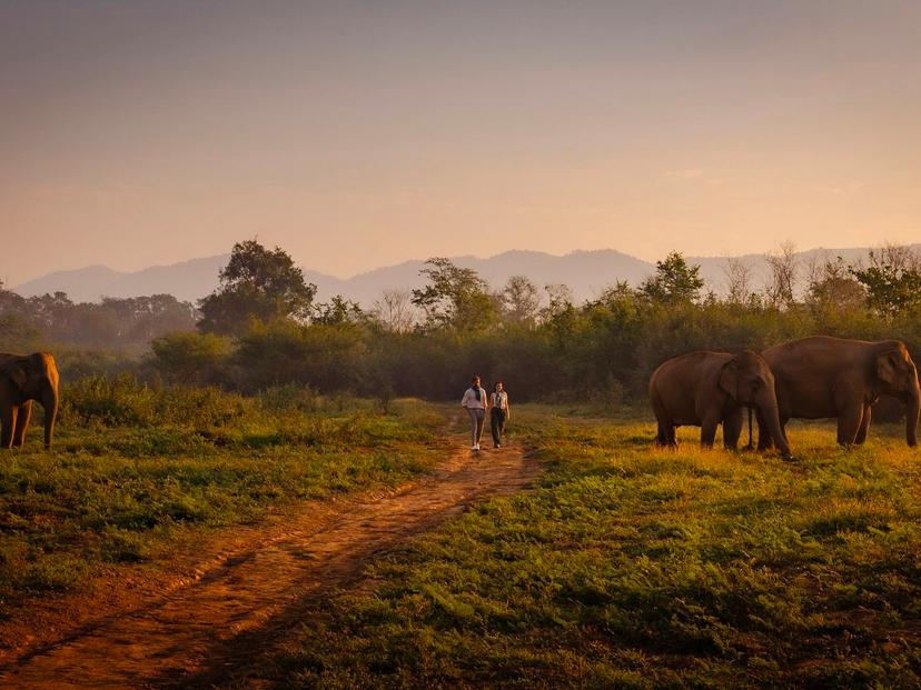 Anantara Golden Triangle Elephant Camp & Resort